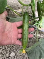 بذر خیار گلخانه ای سیمین آتامیس