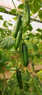 بذر خیار گلخانه ای بهتا آتامیس