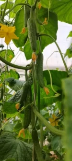 بذر خیار گلخانه ای سیمین آتامیس - تصویر 2
